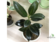 Ficus elastica cv. 'Melany' / фикус мелани