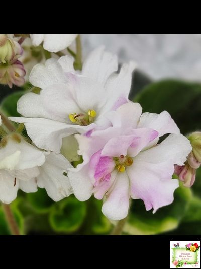 LV-Мариночка (Л. Шевелева) 2023 г. (клакамас бастл-листва с кроновой пестролистностью)