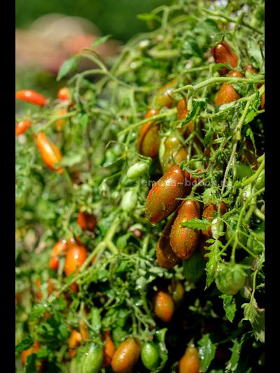 Томат Оливетта полосатая (Olivette Striée), 10 шт