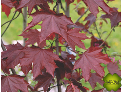 Клен остролистный "Роял Ред" (саженец 1,5 м)