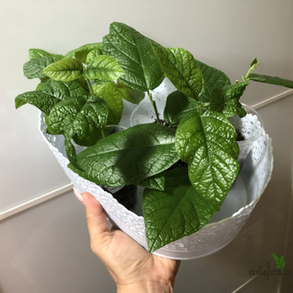 Ficus opposita / фикус оппозита