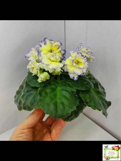 ЛЕ-Золото Нибелунгов (Е. Лебецкая) 2017 г.