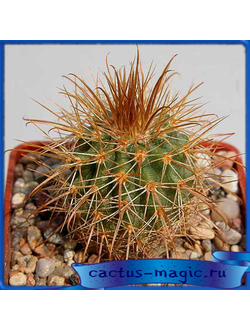 Parodia camargensis
