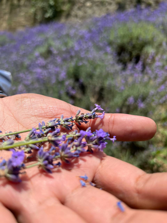 Лаванда горная (Lavandula angustifolia), Кашмир (5 мл) - 100% натуральное эфирное масло
