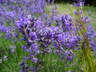 Лаванда горная (Lavandula angustifolia), Крым (30 мл) - 100% натуральное эфирное масло