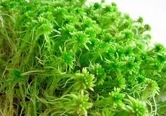 Гидролат Мха сфагнума (Sphagnum palustre) 100 мл