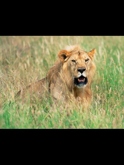 Купить греющую картину с фото лев в траве