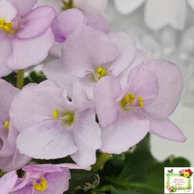 Morgan's Ivy League (C.Eros) (пестролистный гёрл)