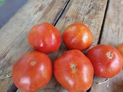 Томат Полный мякоти (Pleine de Chair, США)