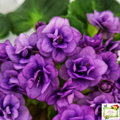 Little Caboose (H. Pittman) (гёрл-лист с кроновой пестролистностью)