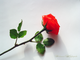 Красные розы из полимерной глины полноразмерные