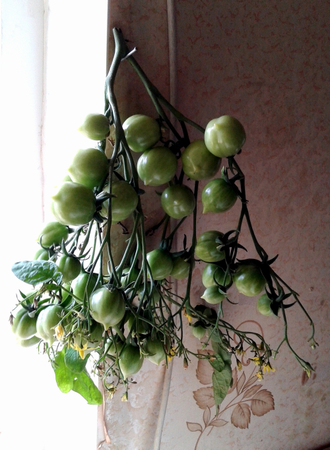 Семена томата Поцелуй герани