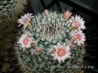 Mammillaria ritteriana - 5 семян