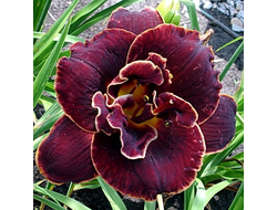 Лилейник Бургунди Лав (Burgundy Love)