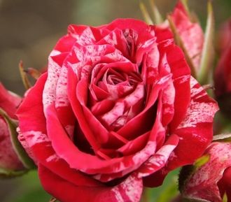 роза чайно-гибридная "хаим-сатин"