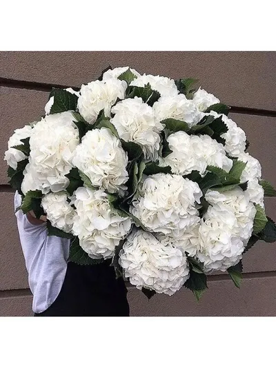 19 нежных гортензий