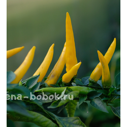 Острый перец  Sarit Gat, 10 шт