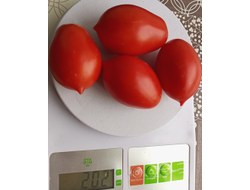 Томат Пир на весь мир