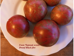 Гном Черный огонь, Черноогненный  (Dwarf Black fire)