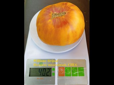 Томат Полосатый Вильямса (Williams Striped)