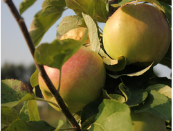 Суворовец (яблоня)