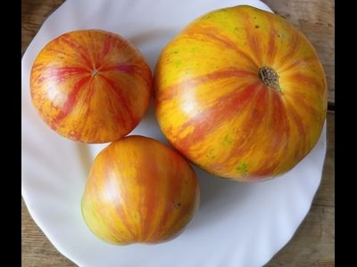 Гном Конфетти (Dwarf Confetti)