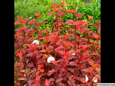 Пузыреплодник калинолистный Дьябло д'Ор купить в красовский-сад.рф по выгодной цене