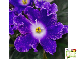 DS-Сияющий Колокольчик (Dimetris) 2014 г.