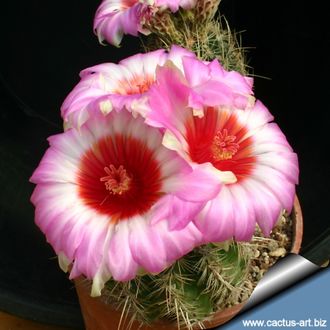 Thelocactus schwarzii - 5 семян