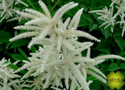 Волжанка обыкновенная (двудомная, лесная)