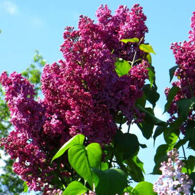 Сирень обыкновенная День Победы