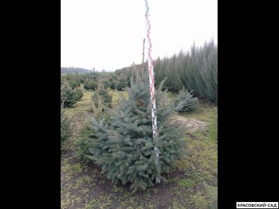 Ель Глаука - Glauca