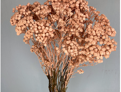 Пижма карамельная