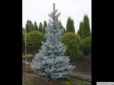 Ель колючая Глаука Глобоза фото в ландшафте красовский-сад.рф
