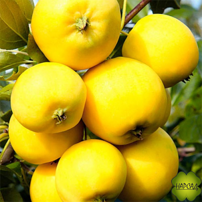 Яблоня "УРАЛЬСКОЕ НАЛИВНОЕ" (становятся прозрачными на свет)