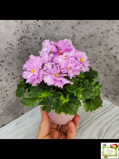 АВ-Поющие Пески (Фиалковод) 2021 г. (гёрл-листья с кроновой пестролистностью)