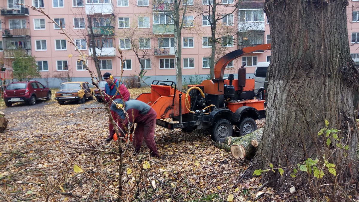 Обрезка тополей на ул. Черняховского в Великом Новгороде