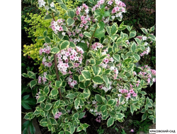 Вейгела Вариегата - Variegata