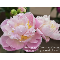 Золушка (Zolushka)