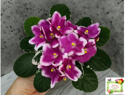 KZ-Источник Вдохновения (И. Заикина) 2023 г.