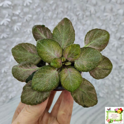 ОЗ-Viola-Tesoro (О. Завадська) листовая химера