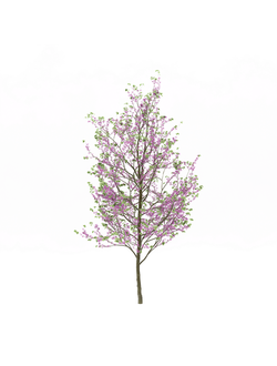 цветущие Багрянник европейский 01 06