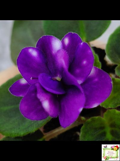 Hunter's Primal Scream (K.Muzalewski) (лист посажен 30.01.26)