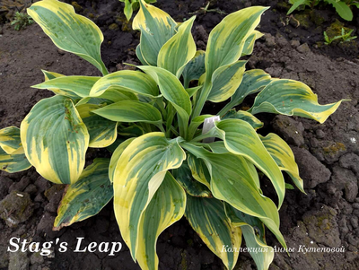 Хоста Stag's Leap