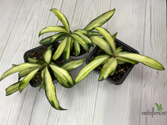 24/07/2025 Hoya Kentiana Variegata