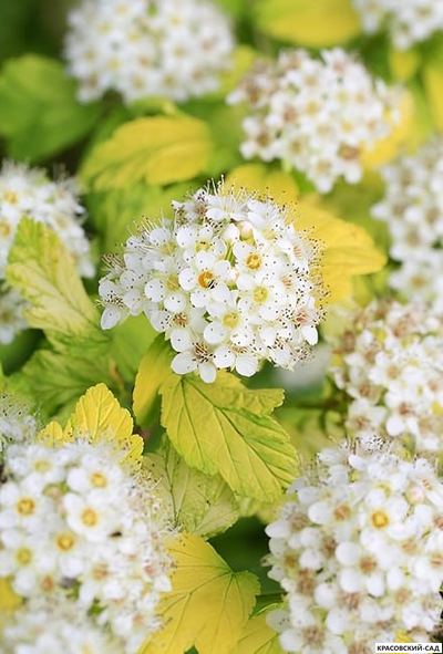 Пузыреплодник калинолистный Дартс Голд