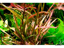 Cryptocoryne balansae