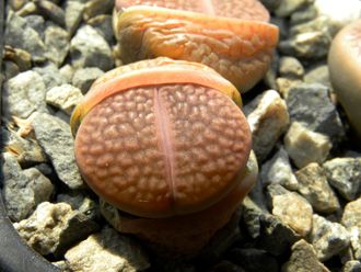 Lithops hookeri C113 (Чехия)