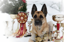 Помёт от Барталина  Каскад  х Аргон 16.02.2010