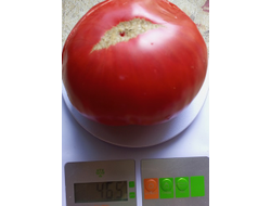 Томат Большой итальянский Миссис Максвелл (Mrs Maxwell’s Big Italian)